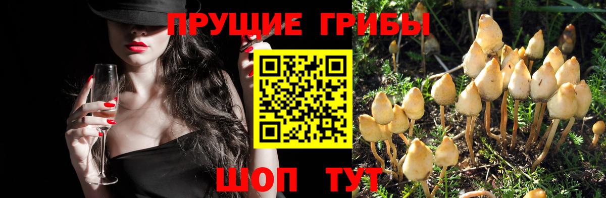 Удомля  Псилоцибиновые грибы Psilocybe  Галлюциногенные грибы GOLDEN TEACHER  Вход с VPN 